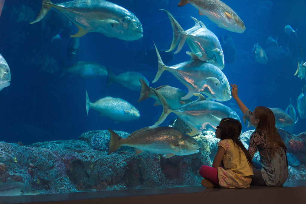 south carolina aquarium 